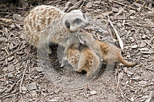 Mother meerkat and kits