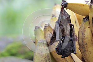 A mother microchiroptera bat hangs from a tree branch while nursing her two cubs.