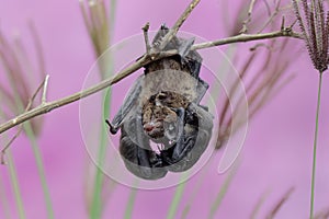 A mother microchiroptera bat hangs from a tree branch while nursing her two cubs.