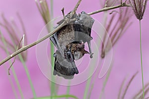 A mother microchiroptera bat hangs from a tree branch while nursing her two cubs.