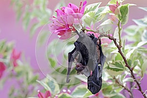 A mother microchiroptera bat resting on a bougainvillea branch while nursing her two cubs.