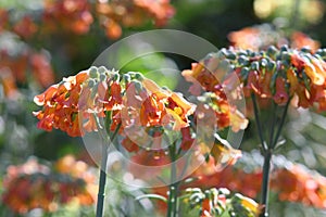 Orange Mother-of-millions flower field photo