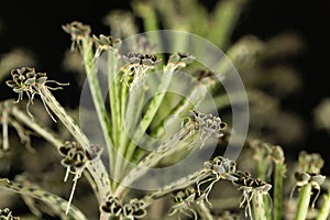 Mother of millions Kalanchoe delagoensis