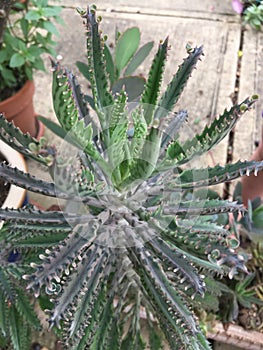 Mother of Millions