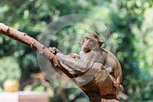 Mother monkey with baby