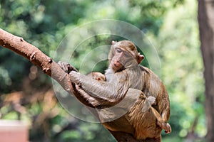 Mother monkey with baby