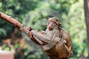 Mother monkey with baby