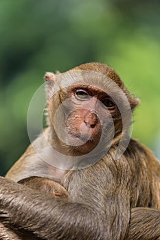 Mother monkey with baby