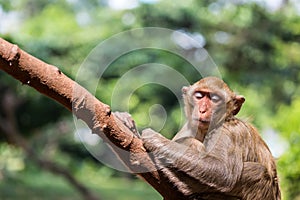 Mother monkey with baby