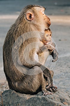 Mother monkey with baby monkey