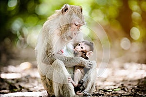 Mother monkey with a baby monkey