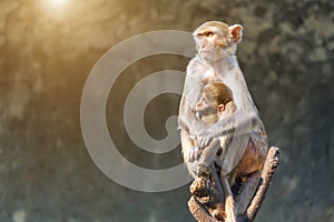 Mother monkey and baby monkey sitting on a tree branch.