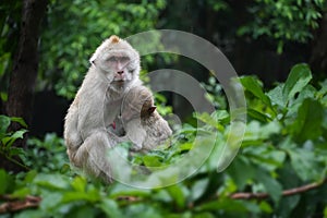 Mother monkey with baby monkey on tree in forest after the rain stops . Animal conservation and protecting ecosystems concept.