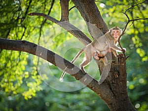 Mother monkey and baby monkey on tree in the natural forest. She climb on a branch and her son hug in body with love and safety.