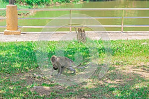 Mother monkey with baby monkey Walking on the grass with copy space add text