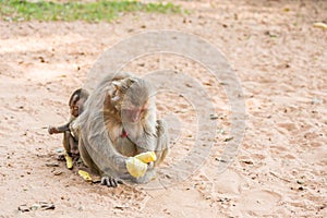 Mother monkey and baby monkey sits on the sand