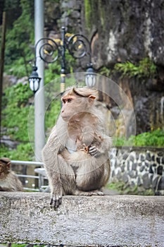 Mother monkey breast feeding her baby