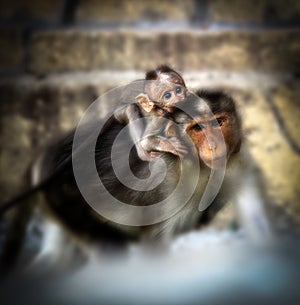 Mother monkey carrying her baby infant on shoulder in India, Selective focus, Close up of The rhesus macaque or Macaca mulatta