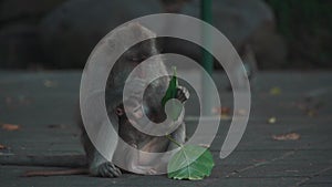 Mother monkey eat leaf and feed with milk baby at tropical forest