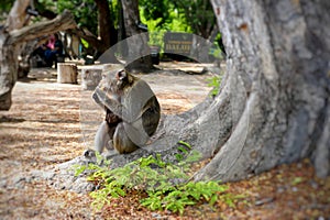 A mother monkey eating with a baby monkey in her arms suckling, sitting on a tree root protruding out