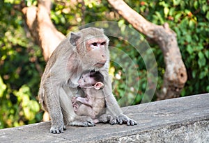 Mother monkey feeding her baby,