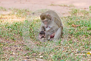Mother monkey finding louse and cootie for baby monkey photo