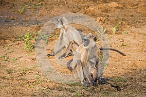 Monkey mother and her baby