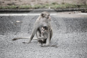 Mother monkey with her baby on the street in city with dark tone.