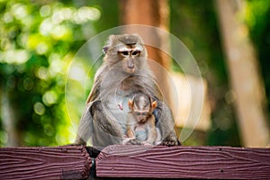 Mother monkey and her infant in Phuket. Thailand. Macaca leonina. Northern Pig-tailed Macaque