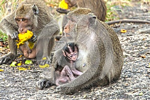 Mother monkey and her little baby