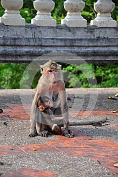 Mother monkey and her little baby