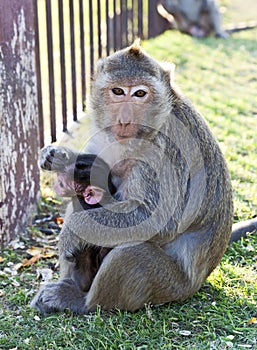 Mother Monkey Holding Baby