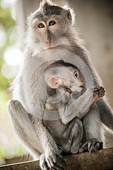 Mother monkey holding her baby at Sacred Monkey Forest