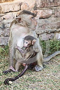 Mother Monkey Holding Nursing Baby