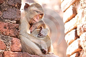 Mother Monkey Hug Baby