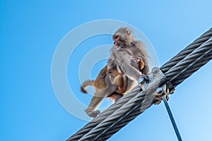 Mother monkey with a little baby monkey going on the fence of the bridge in Rishikesh, India.