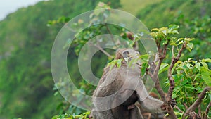 Mother monkey with a little child jumping on bushes