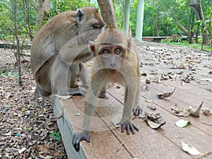mother monkey and little monkey