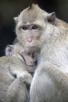 Mother monkey protects its young, Cambodia.