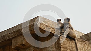 Mother monkey sits with her cub among ruins in India