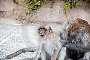 the mother monkey to scratch his baby finding louse. soft focus