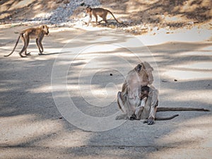 he mother monkey was sitting and searching for and eliminating the baby`s insects by the sea