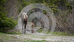 Mother moose and calf walking down trail in woods