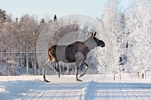 Mother Moose crossing a winter road in Sweden