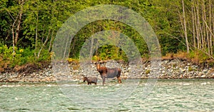Mother Moose and her calf trying to cross a fast flowing glacial blue river in British Columbia, Canada
