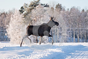 Mother Moose Trotting in snow