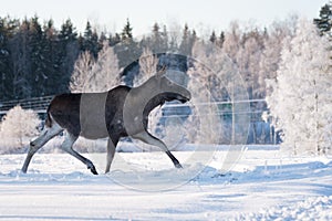 Mother Moose Trotting in snow