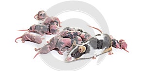 Mother mouse and few days old hairless pups - Mus musculus domes