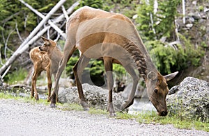 Mother Mule Deer and baby fawn.