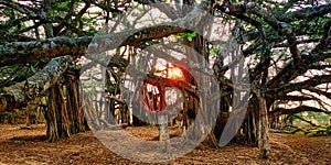 Mother Nature Banyan Tree